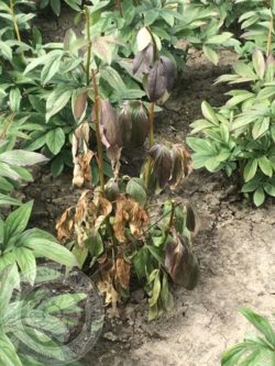Peony Diseases and Pests | American Peony Society