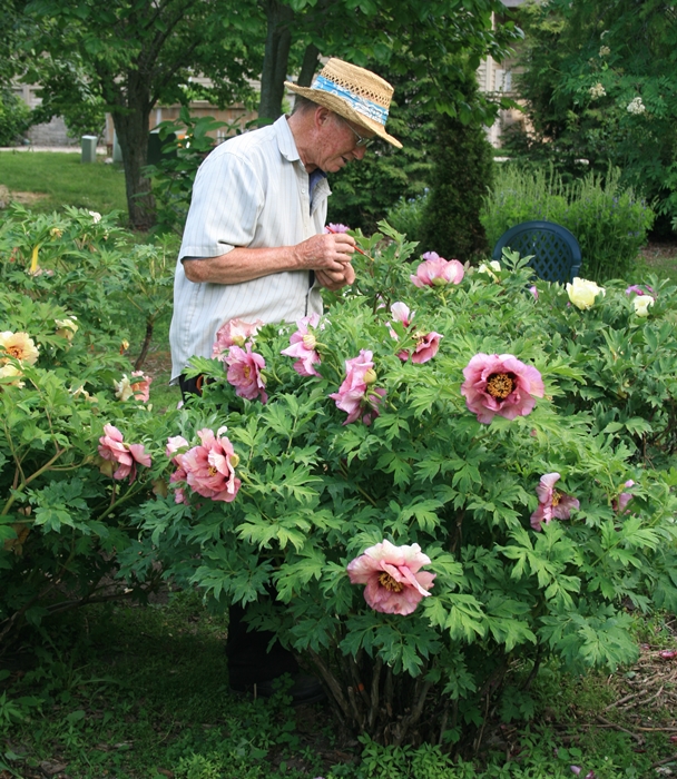 Southern Peony: 2015 Intersectional Peony Seeds 'Lafayette Escadrille
