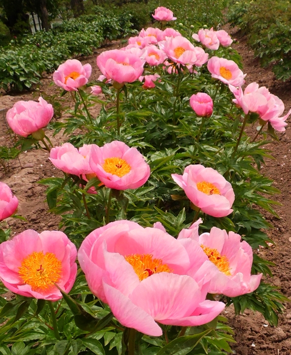 About Herbaceous Peonies | American Peony Society