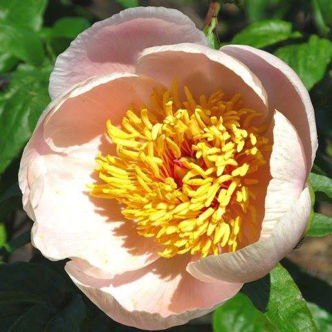 Age of Victoria | American Peony Society