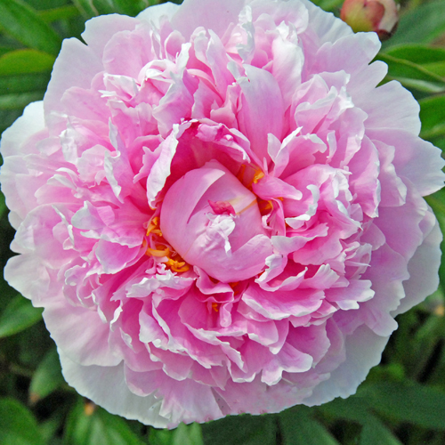 Alberta Kelsey | American Peony Society