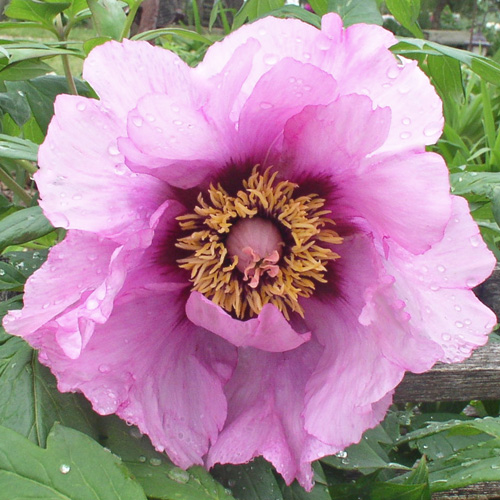 Anna Marie | American Peony Society