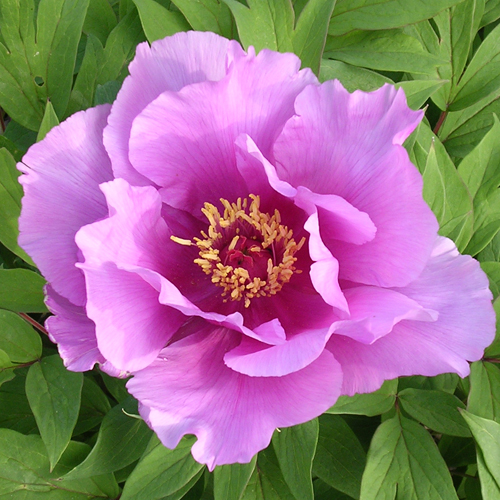 Arlesienne | American Peony Society