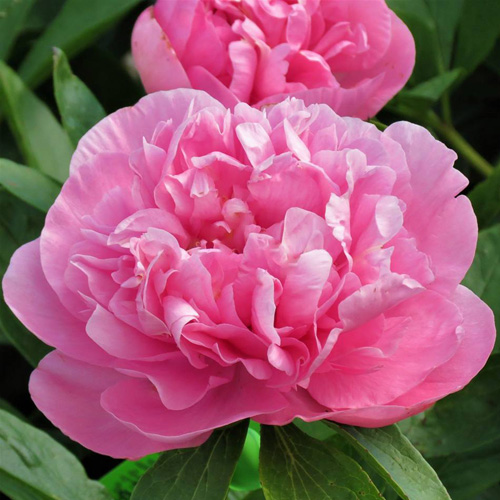 Carnation Bouquet | American Peony Society