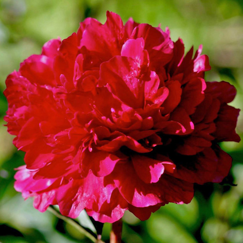 Cherry Hill American Peony Society