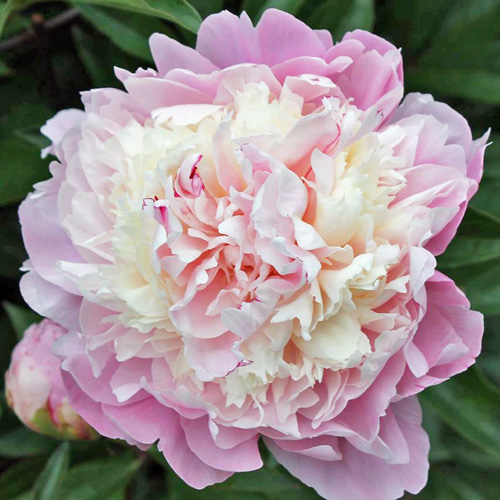 Chestine Gowdy  American Peony Society