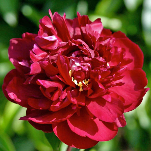 Chippewa American Peony Society