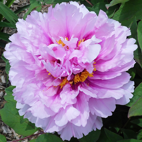 Duchesse de Morny | American Peony Society