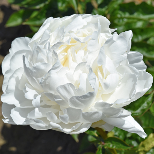 American Peony Society | Duluth