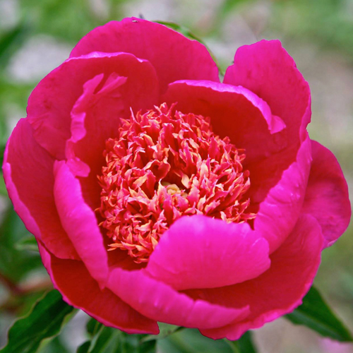 Paeonia 'Red Emperor' (Peony)