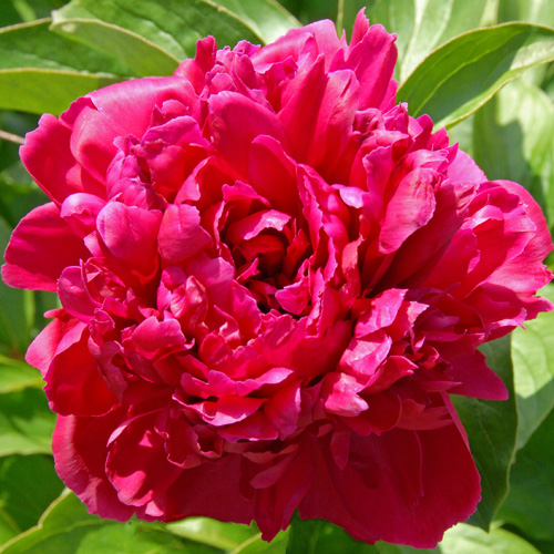 Grover Cleveland | American Peony Society