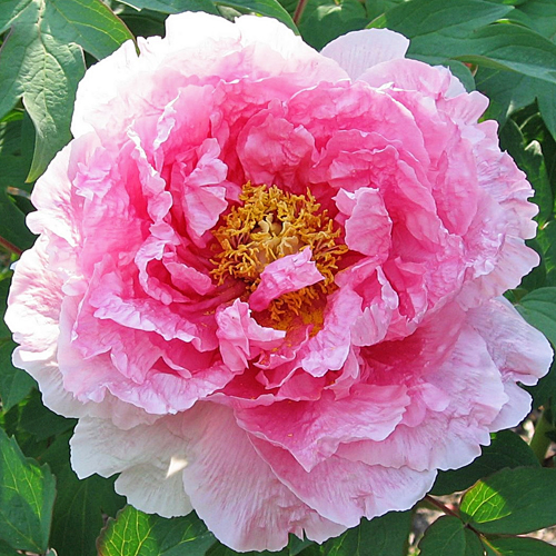 Hana-kisoi | American Peony Society