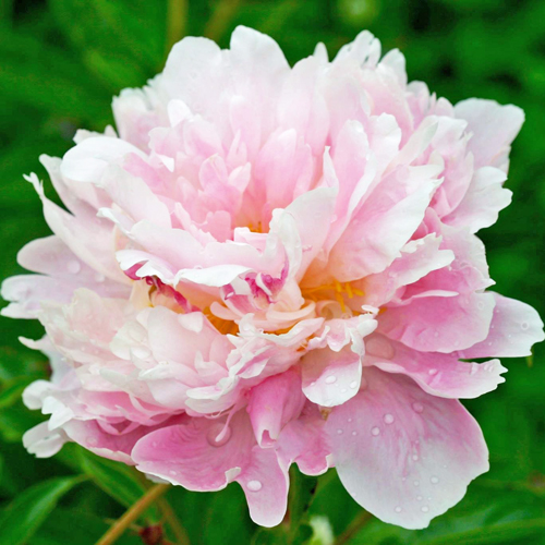 Kelway’s Fairy Queen | American Peony Society
