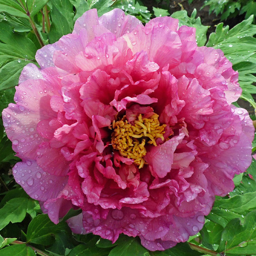 Lyra | American Peony Society