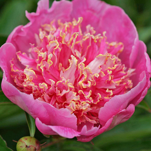 Photo of the entire plant of Peony (Paeonia lactiflora 'Neon') posted by  admin 