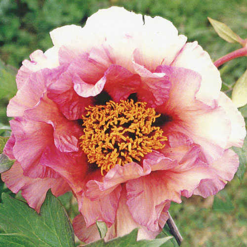 Royal Albatross | American Peony Society