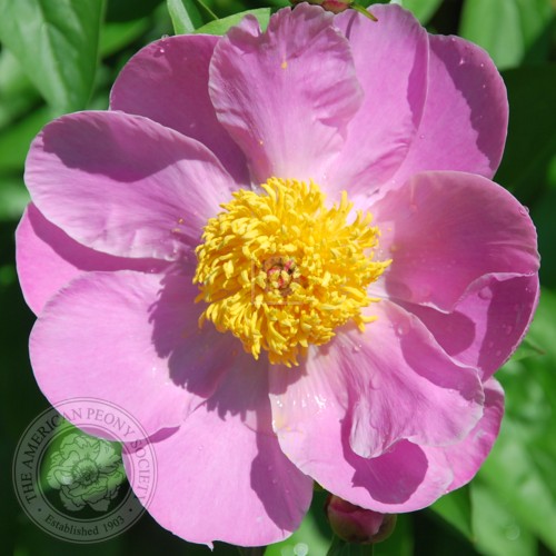Seashell | American Peony Society