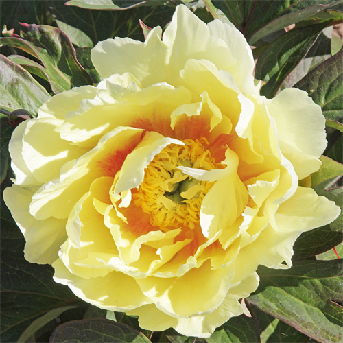 American Peony Society | Yellow Heaven