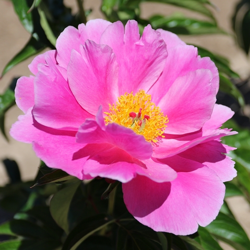 Color Magnet | American Peony Society