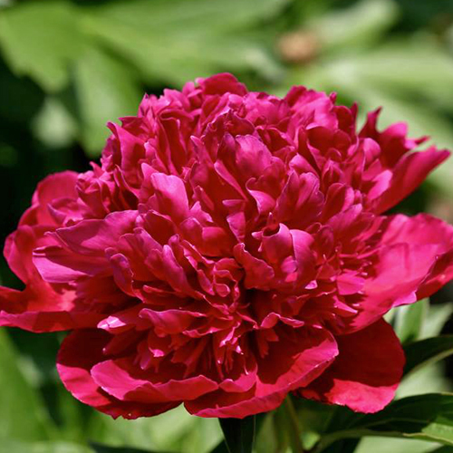 Lord Kitchener | American Peony Society