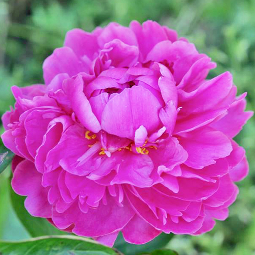 Miss Eckhart | American Peony Society