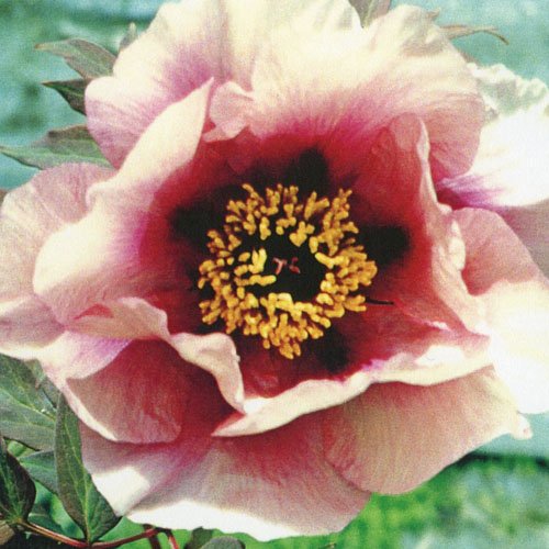 Silver Wings | American Peony Society