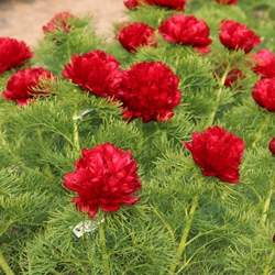 Aps Annual Convention American Peony Society