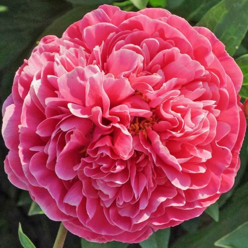 Rogers Delight American Peony Society