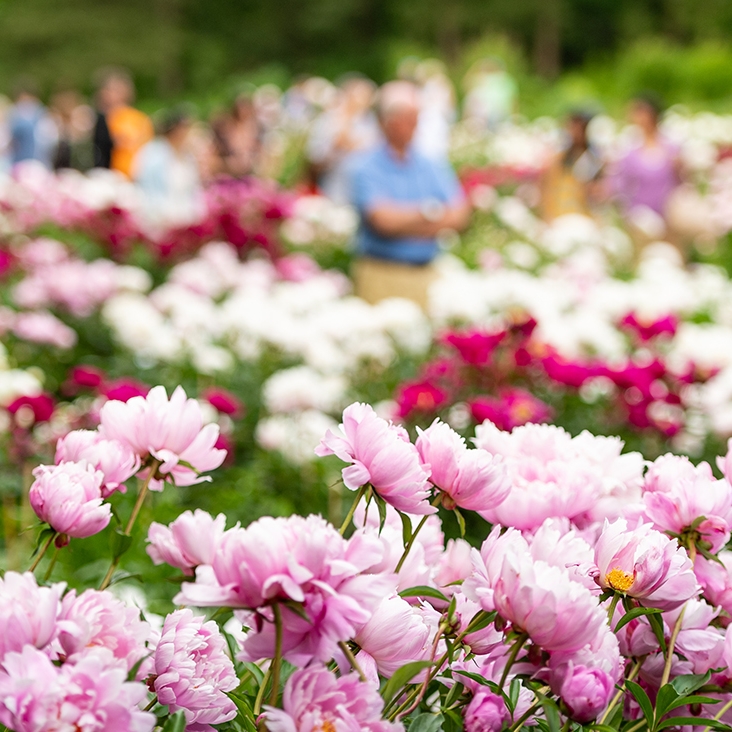 2022 Michigan Convention | American Peony Society