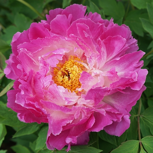 Hua Cai Ni Hong | American Peony Society